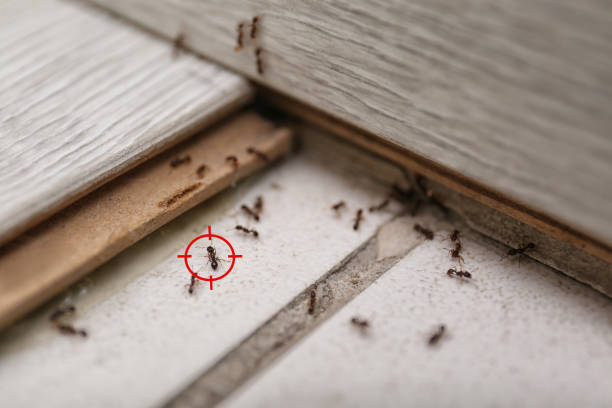Best Affordable Pest Control Services  in Georgetown, DE
