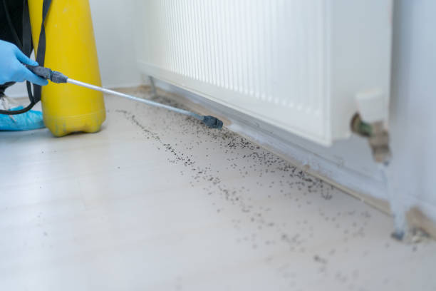 Best Termite Control Services  in Georgetown, DE